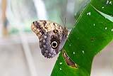 Owl Eye Butterfly Belize 2022